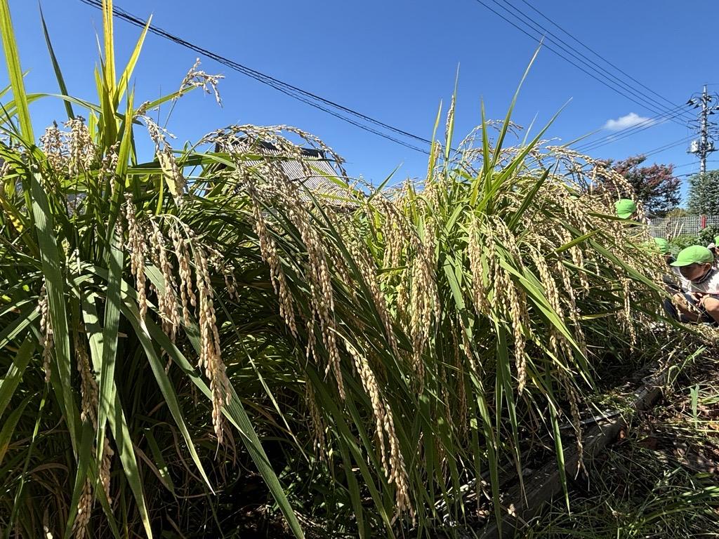 🌾年長組・稲刈り🌾